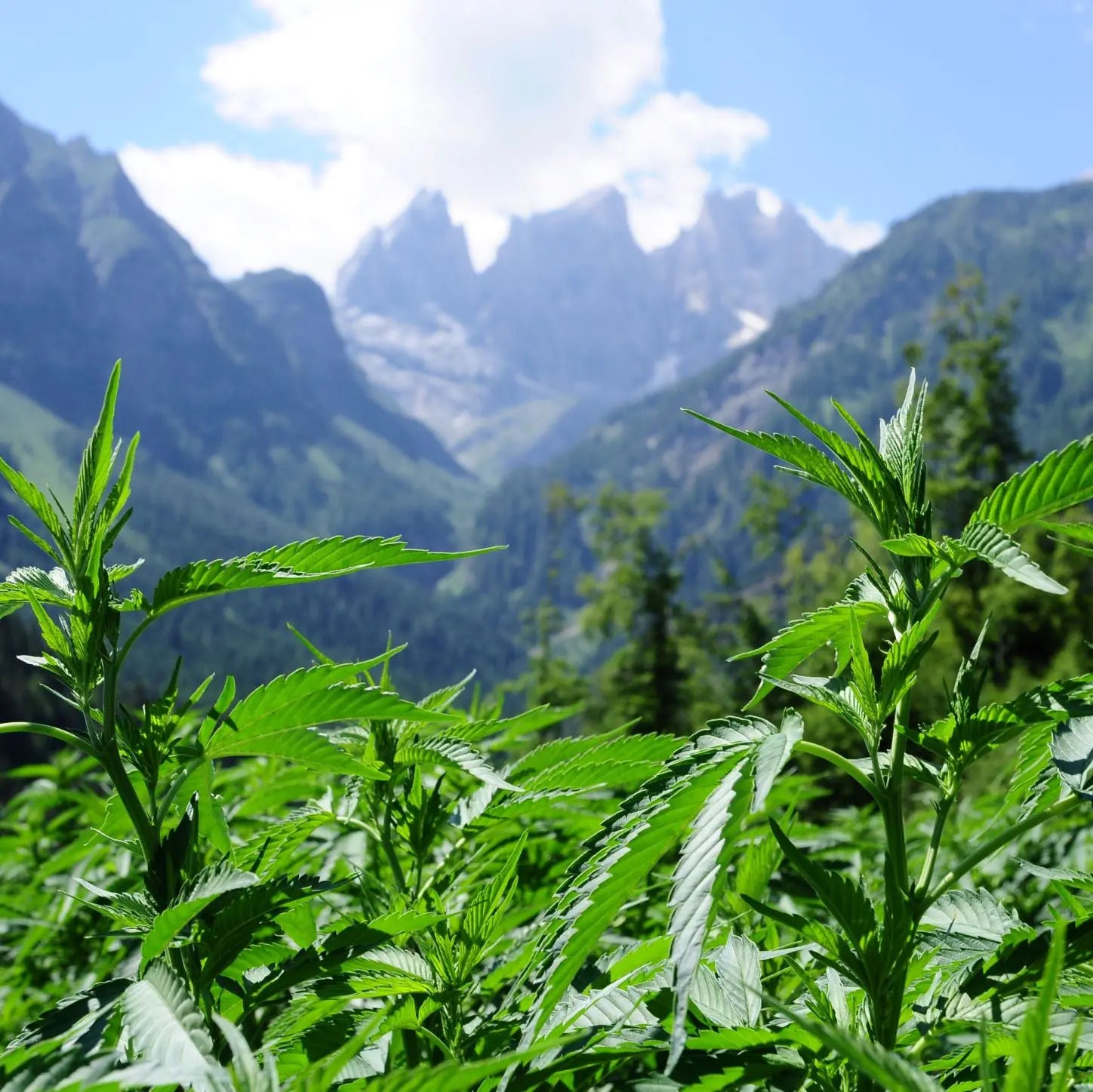 panorama piante di cannabis light legale coltivazione outdoor