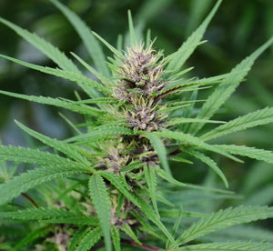 La migliore Cannabis Light - I migliori tipi di Erba legale