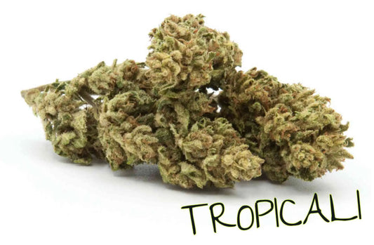 Tropicali cannabis light Shop online