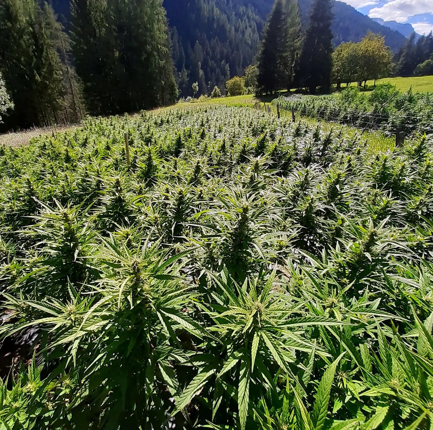 panorama campo di cannabis nelle dolomitia falcade erba legale piantagione