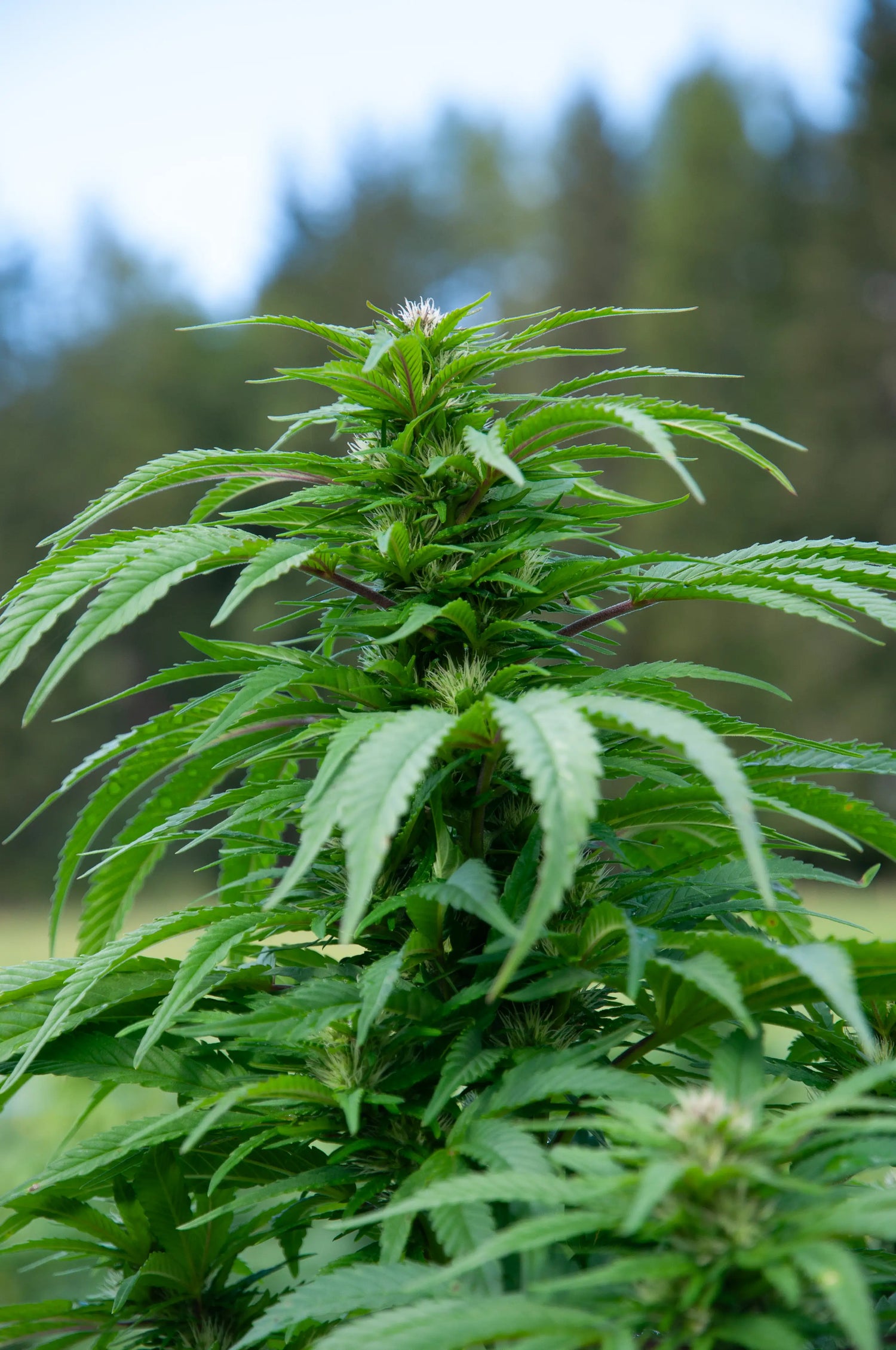 pianta di cannabis fioritura