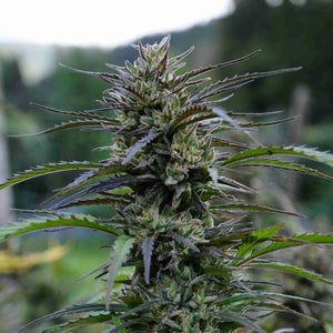 Bud cannabis light legale ganja legale Super silver haze x Purple haze
